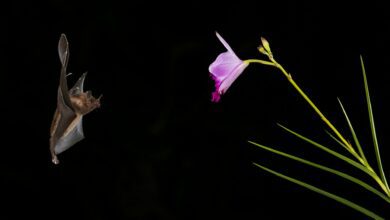 Comment les chauves-souris se déplacent-elles dans le noir ?