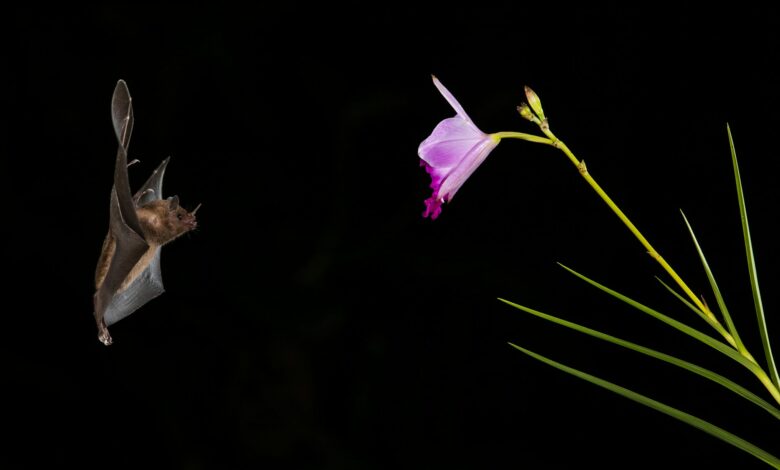 Comment les chauves-souris se déplacent-elles dans le noir ?