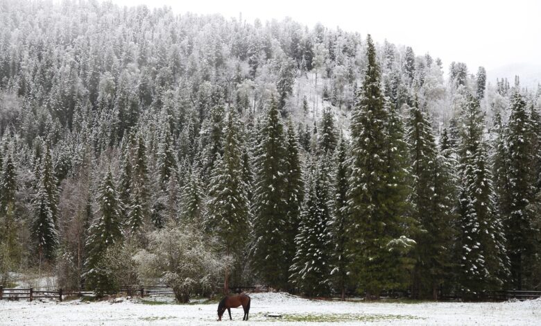 La taïga est marquée par un climat subarctique.
