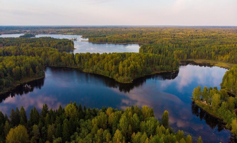 La taïga : le plus grand biome forestier de la planète