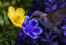Comment certains animaux peuvent-ils voir la lumière ultraviolette ?