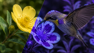 Comment certains animaux peuvent-ils voir la lumière ultraviolette ?