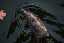 L’ornithorynque vit dans les rivières, ruisseaux et autres milieux d’eau douce