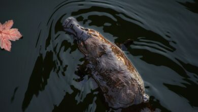 L’ornithorynque vit dans les rivières, ruisseaux et autres milieux d’eau douce